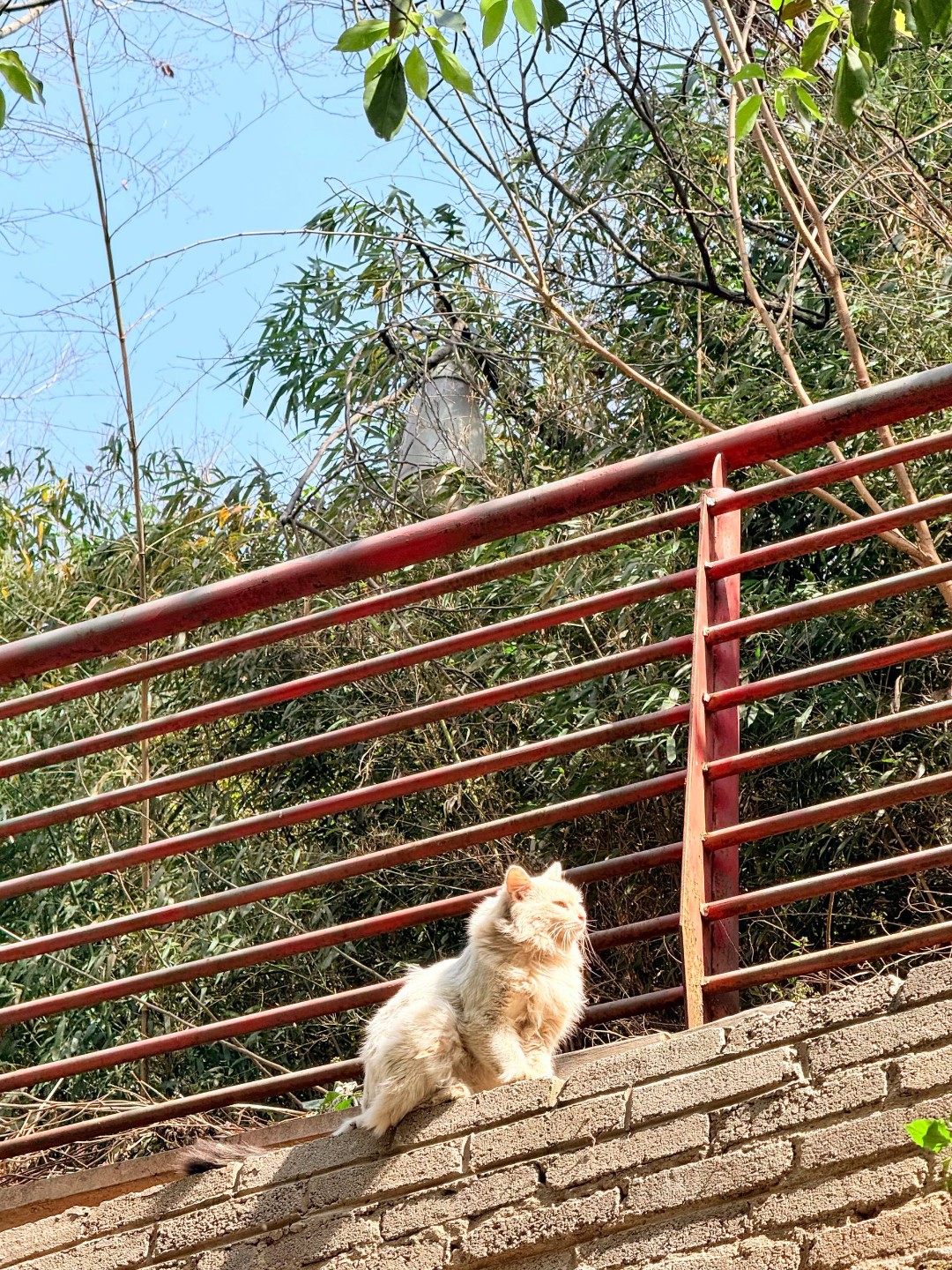 小咪
